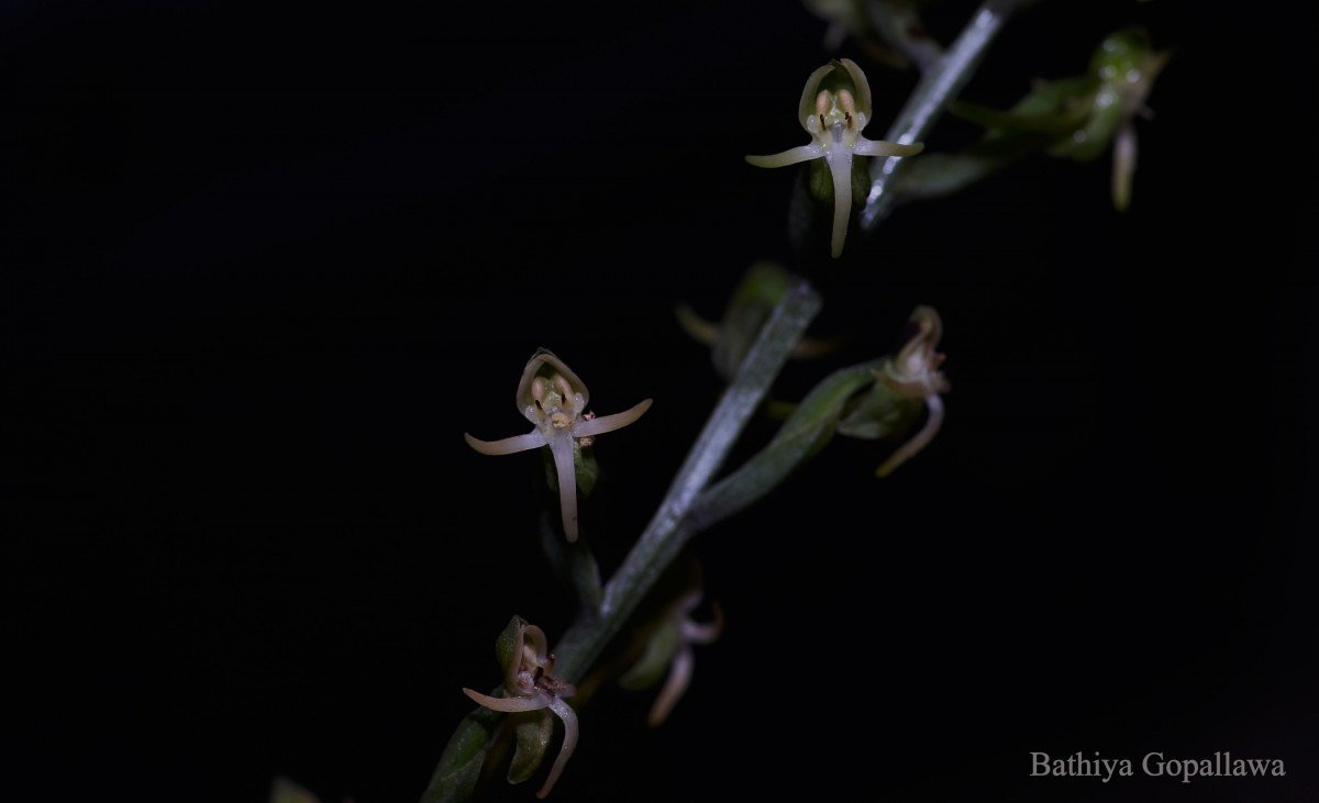 Habenaria dolichostachya Thwaites